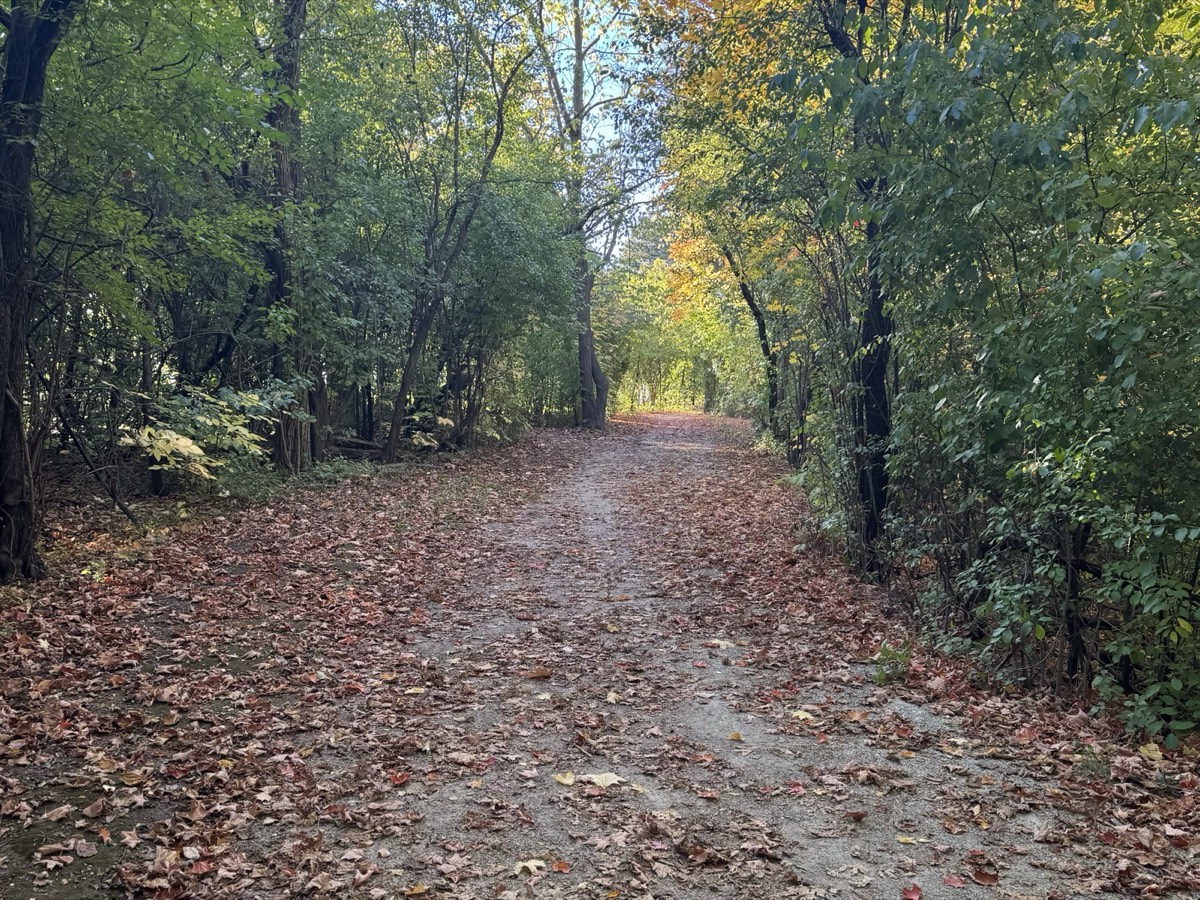 The sound of wind blowing in the forest