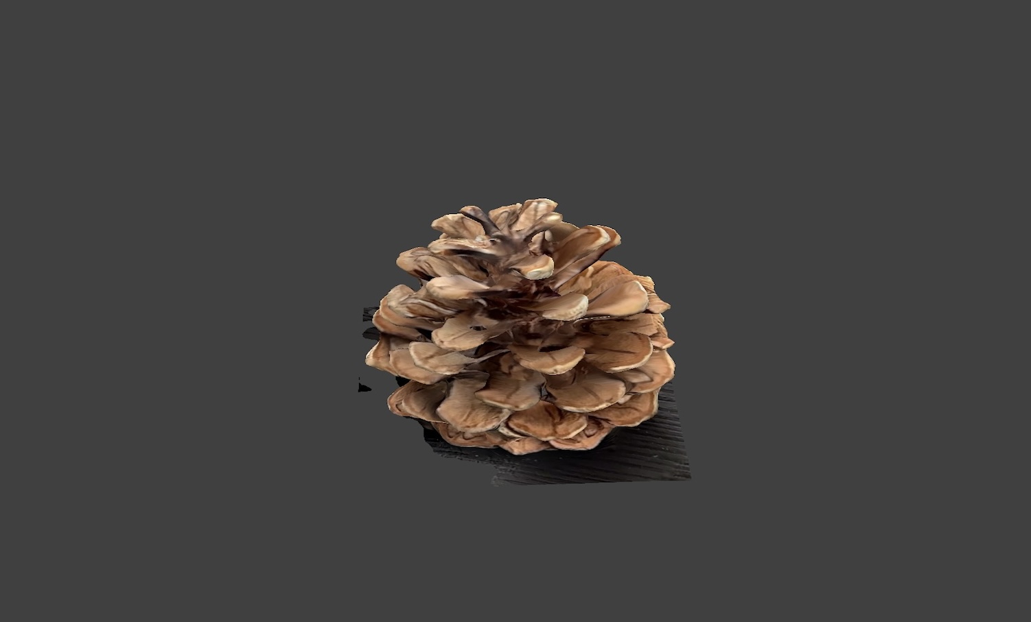 Top view of the pinecone. A lot of the details blended into each other and created a messy, model. This type of object is not very suitable for 3D scanning because of its complex and tightly packed structure.